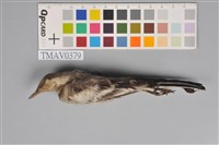 藏品(白面白鶺鴒)的圖片